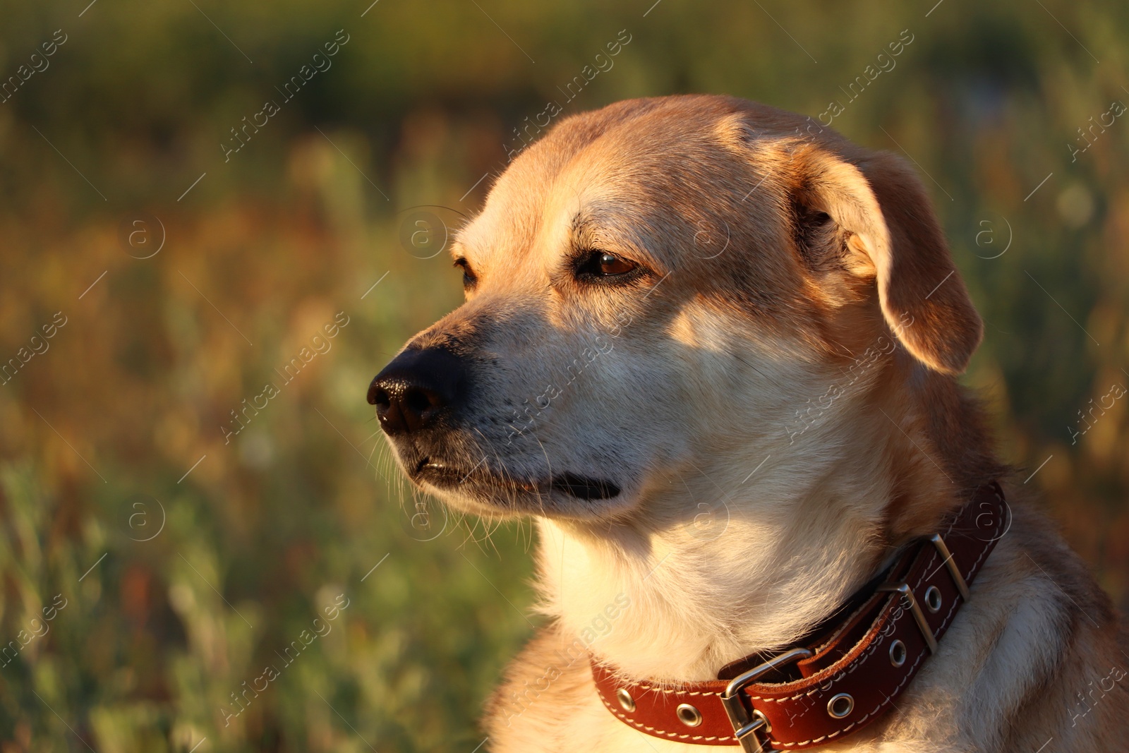 Photo of Adorable dog outdoors on sunny day, closeup