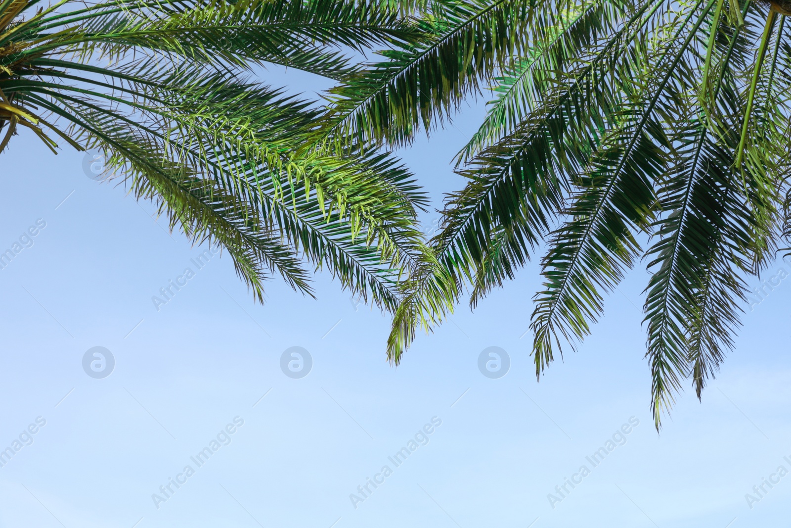 Photo of Green palm leaves on blue sky background. Space for text