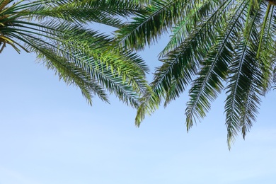 Green palm leaves on blue sky background. Space for text