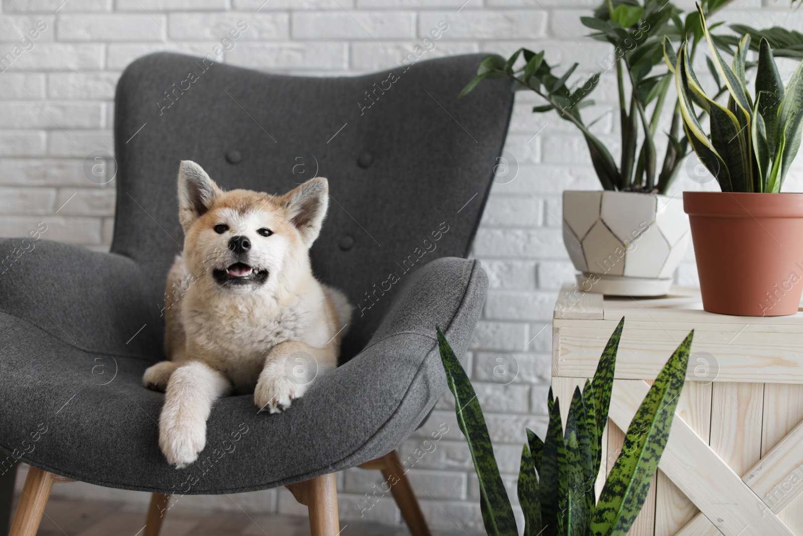 Photo of Cute Akita Inu dog on armchair in room with houseplants