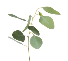 Eucalyptus branch with fresh green leaves on white background