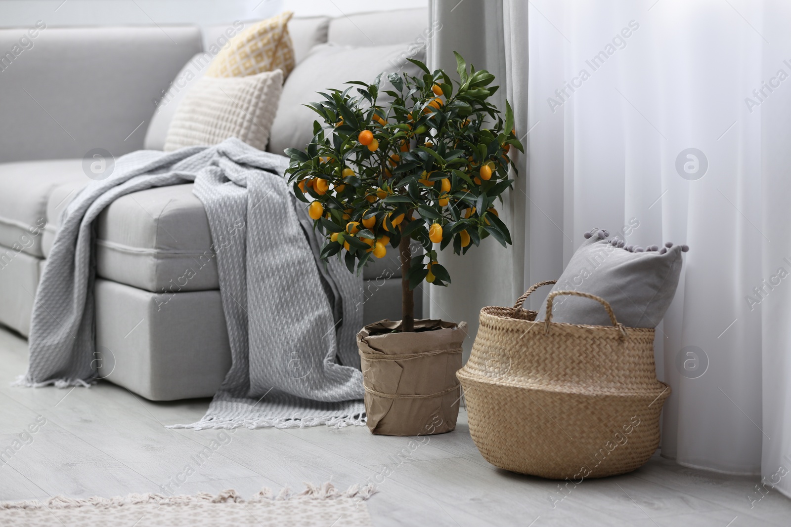 Photo of Potted kumquat tree on floor in living room. Interior design