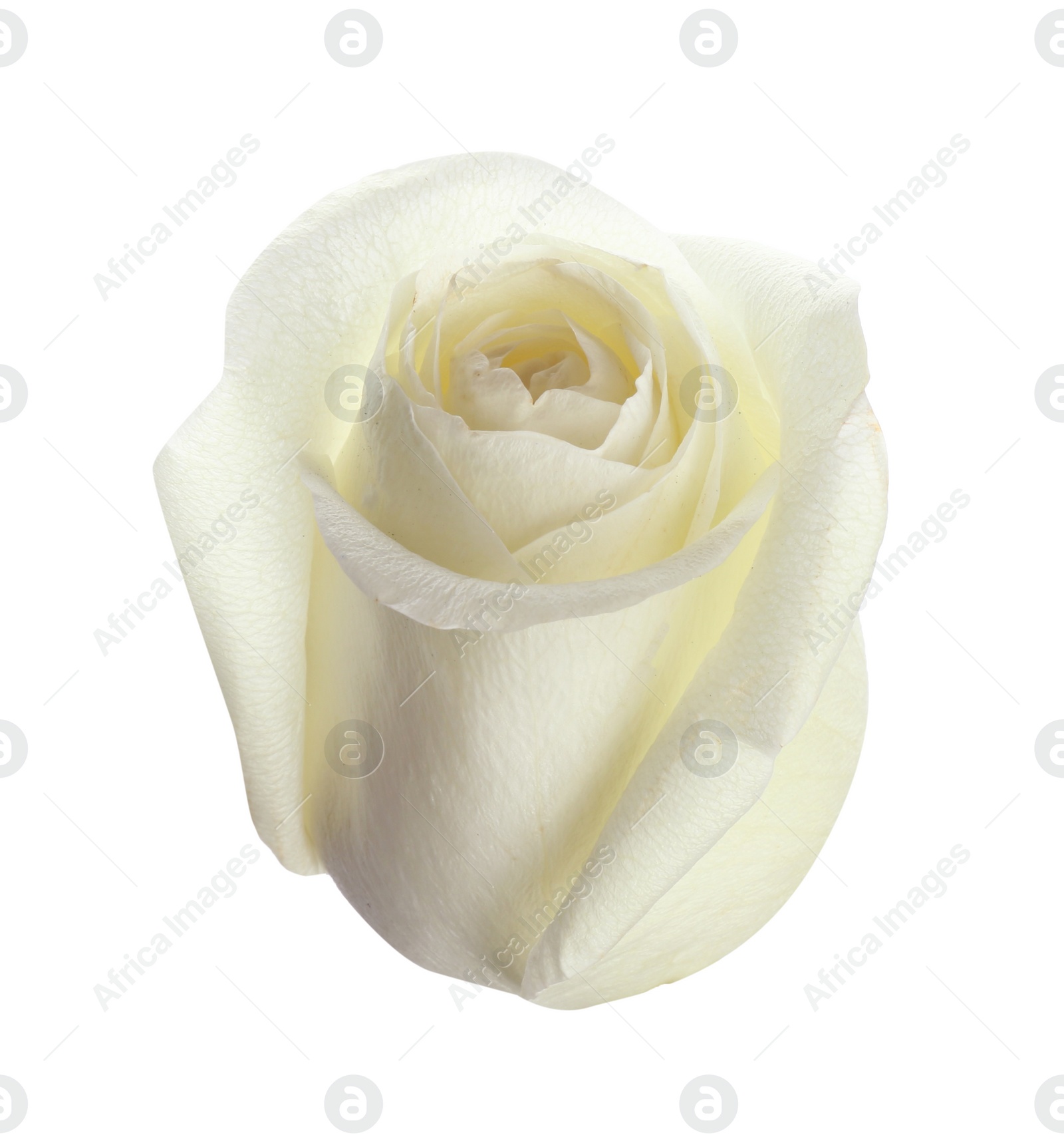 Photo of Beautiful fresh rose on white background. Perfect gift