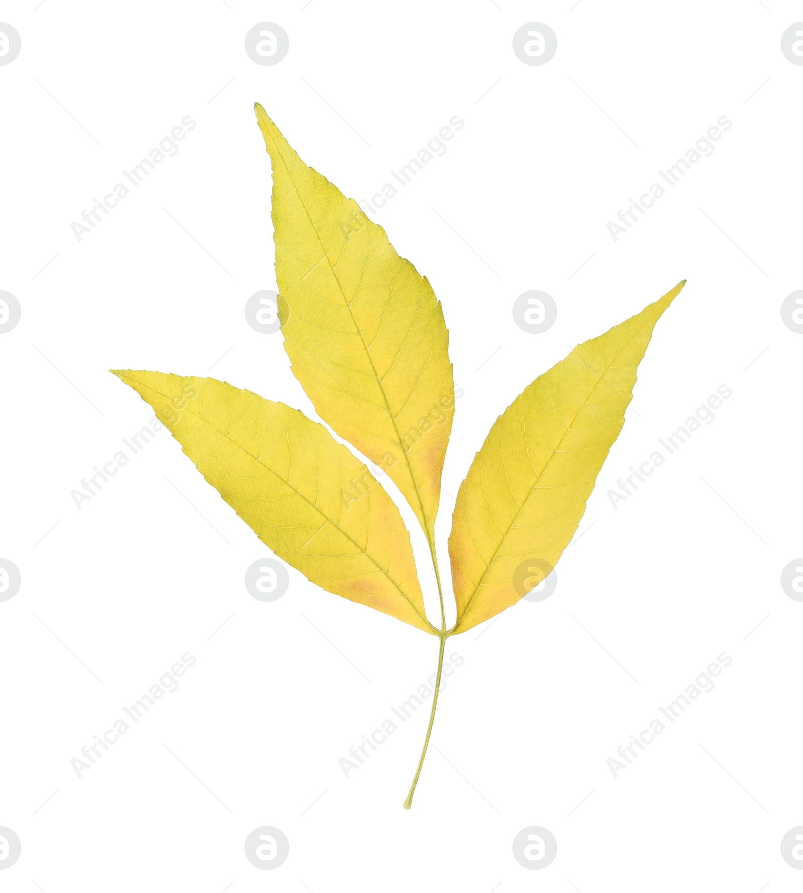 Photo of Twig with beautiful leaves isolated on white. Autumn season