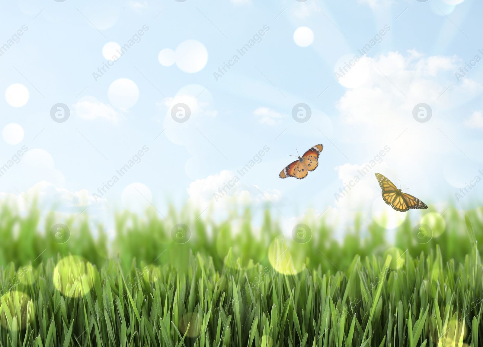 Image of Fresh green grass and butterflies on sunny day. Spring season