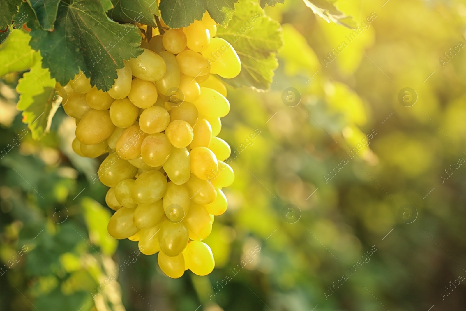 Photo of Bunch of fresh ripe juicy grapes against blurred background