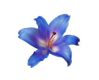 Amazing blue lily flower isolated on white
