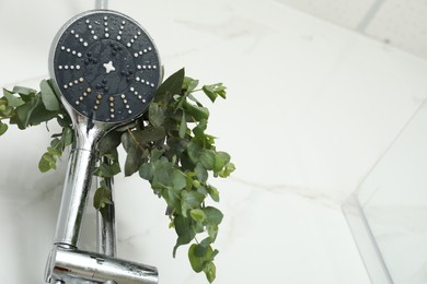 Branches with green eucalyptus leaves in shower, low angle view. Space for text