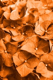 Image of Beautiful orange hortensia flowers as background, closeup