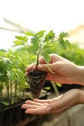 Photo of Woman with tomato seedling in greenhouse, closeup