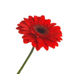 Photo of Beautiful red gerbera flower on white background