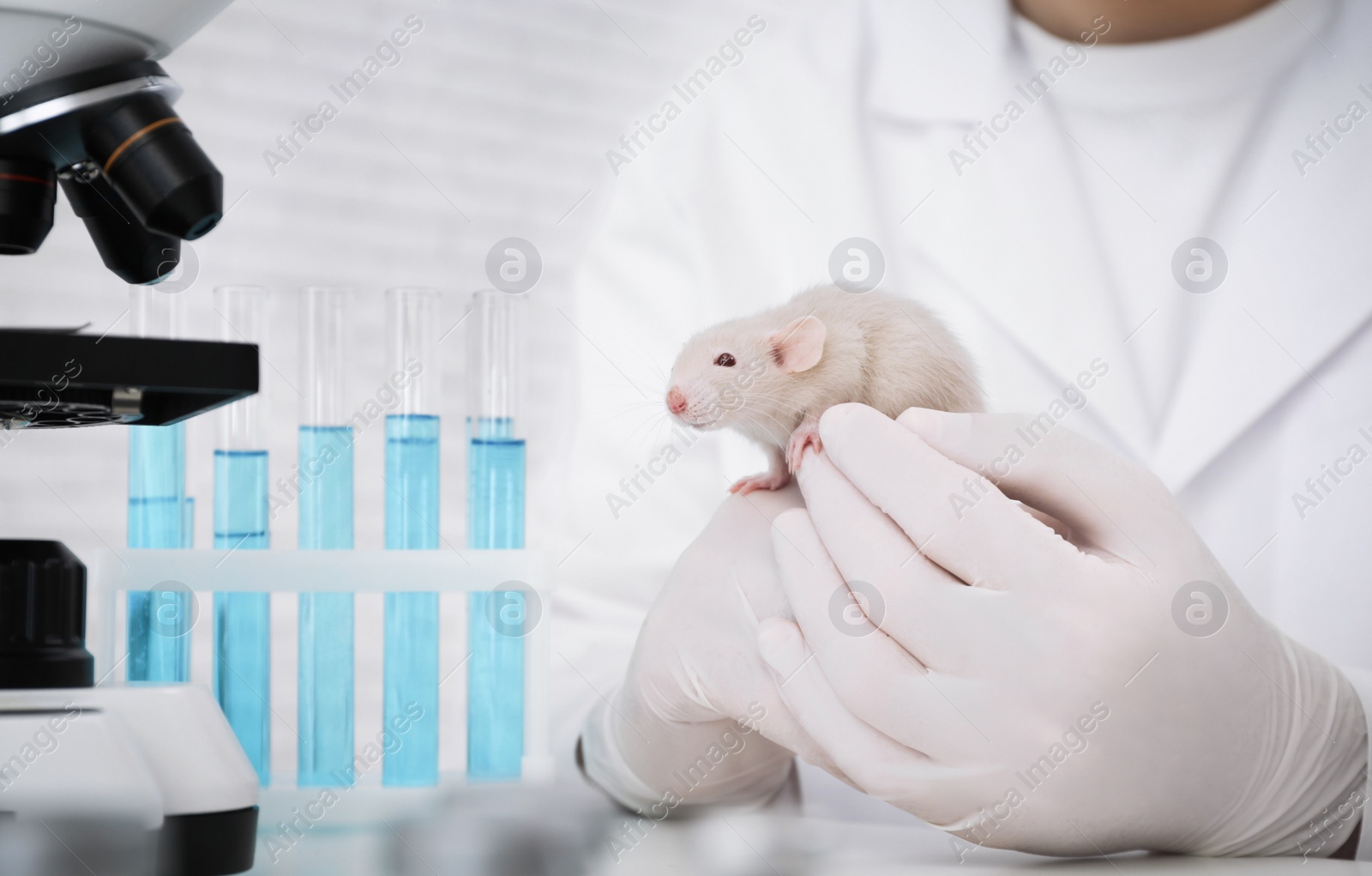 Photo of Scientist with rat in chemical laboratory, closeup. Animal testing