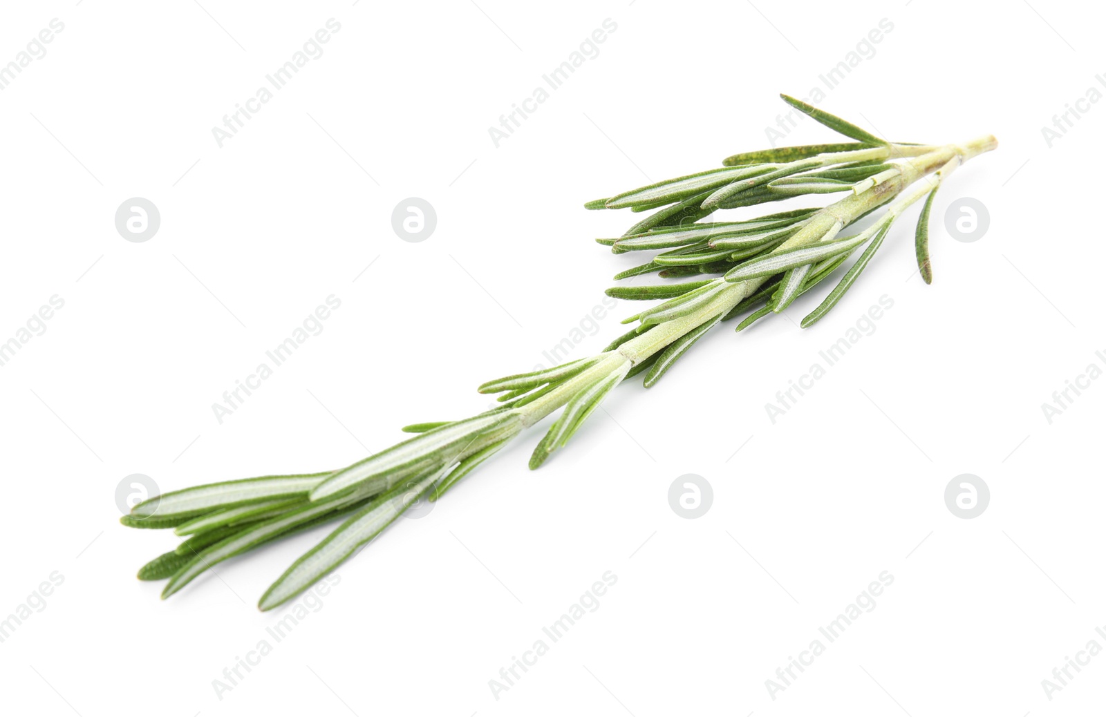 Photo of Fresh green rosemary twig on white background