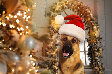 Image of Cute German shepherd dog with Santa hat in room decorated for Christmas on background
