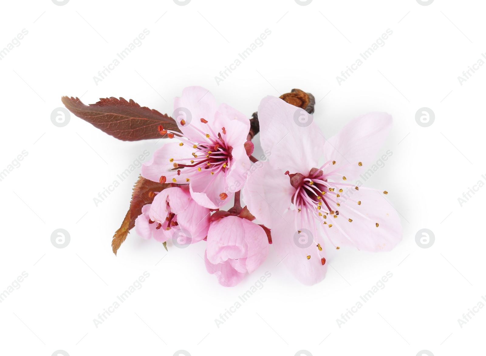 Photo of Beautiful spring tree blossoms isolated on white, top view