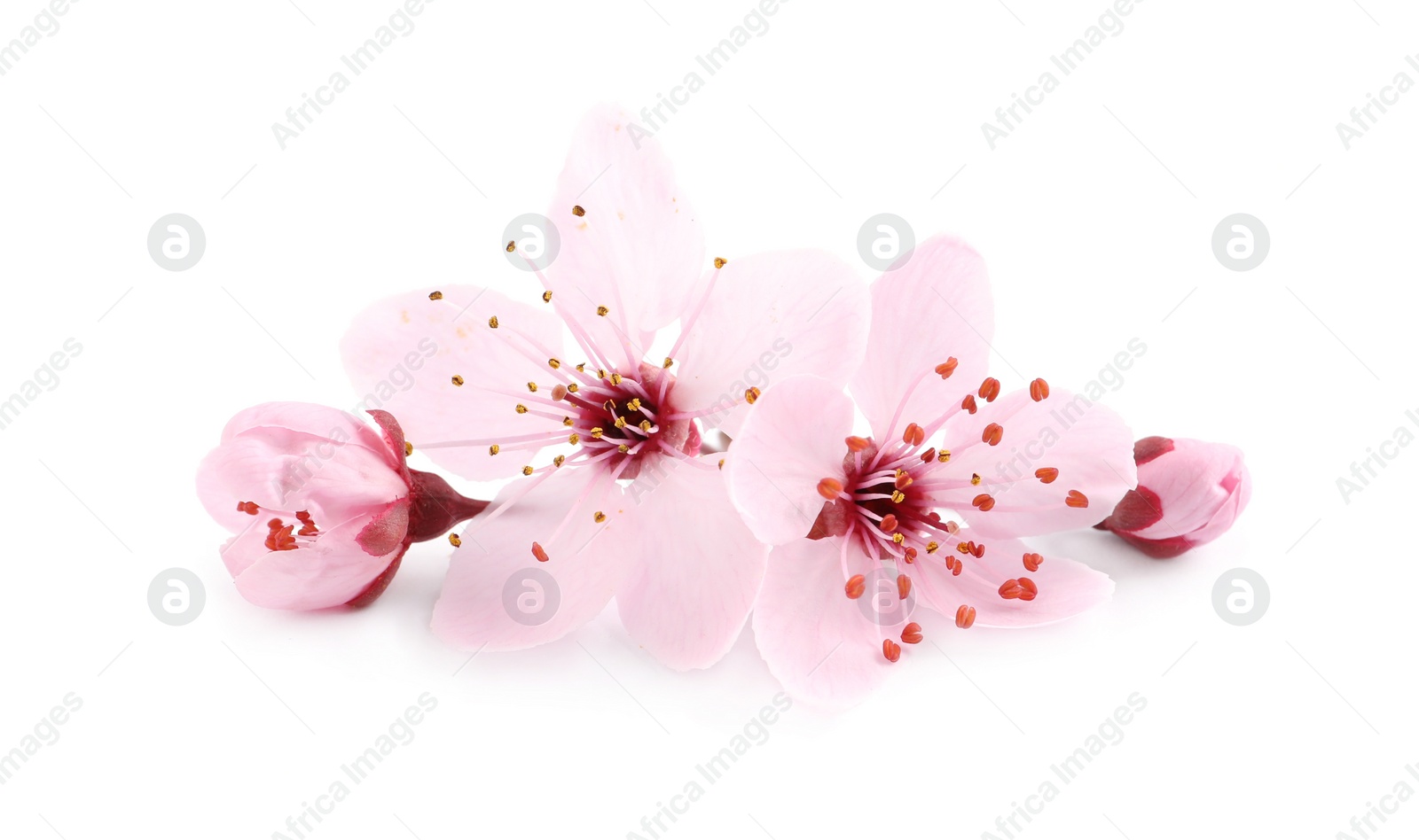 Photo of Beautiful pink sakura tree blossoms isolated on white