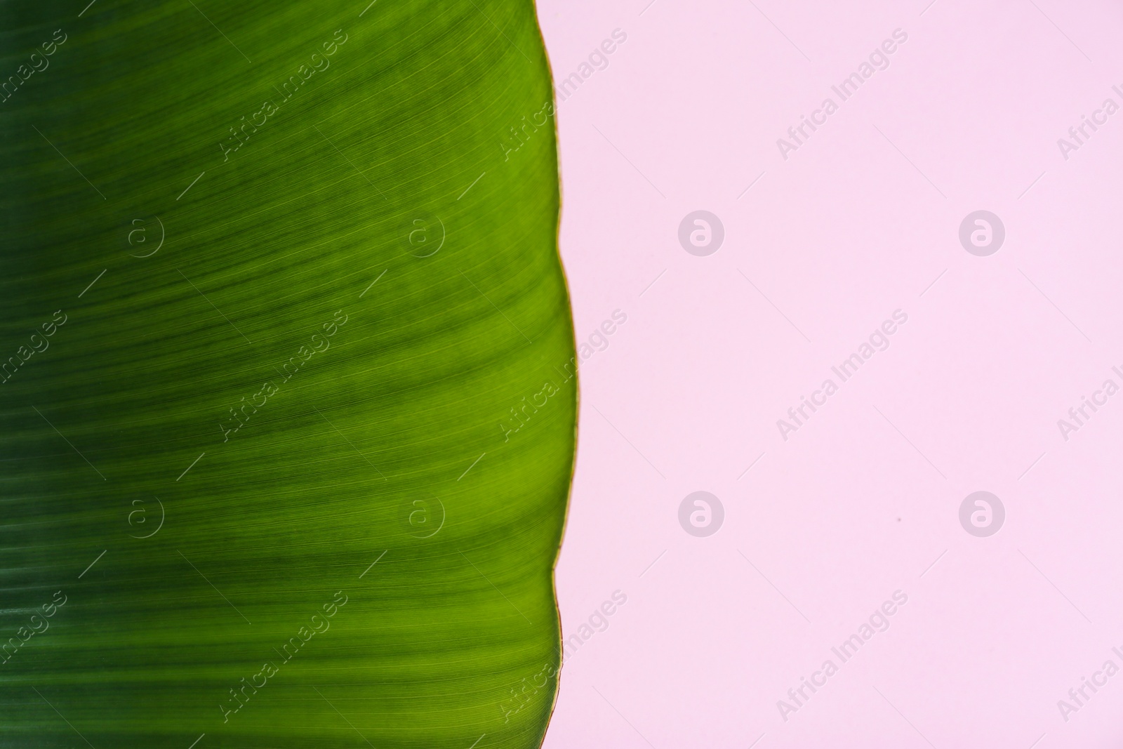 Photo of Fresh green banana leaf on color background, top view with space for text. Tropical foliage