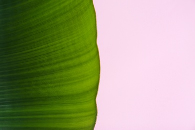 Photo of Fresh green banana leaf on color background, top view with space for text. Tropical foliage