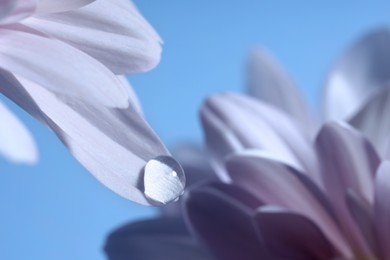 Photo of Macro photo of flower with water drop against light blue background
