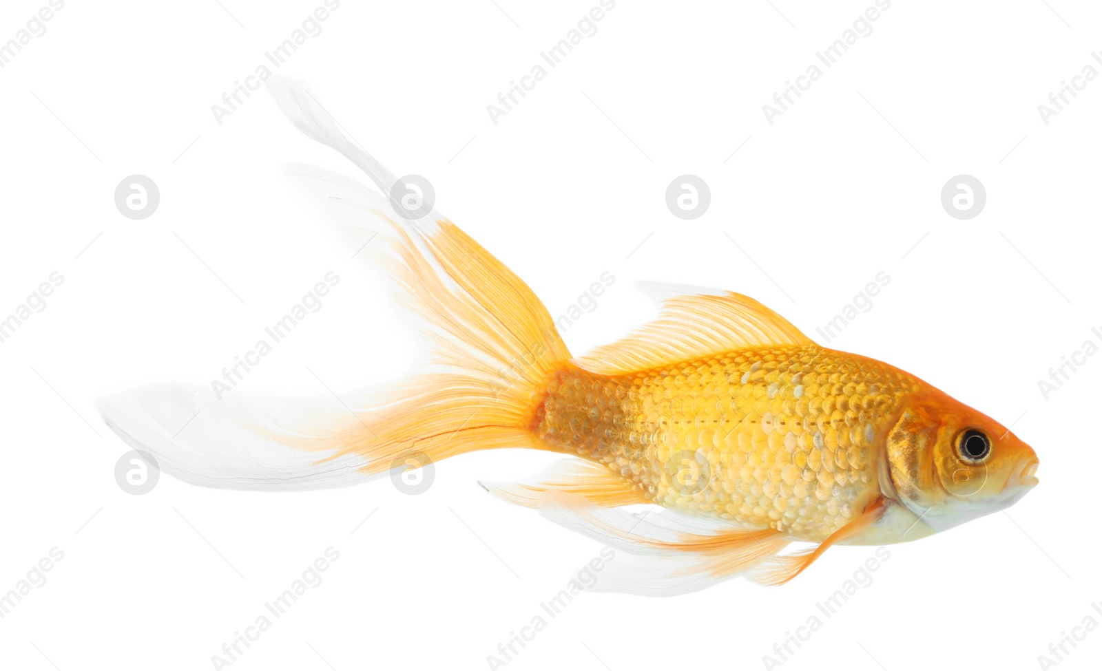 Photo of Beautiful bright small goldfish isolated on white