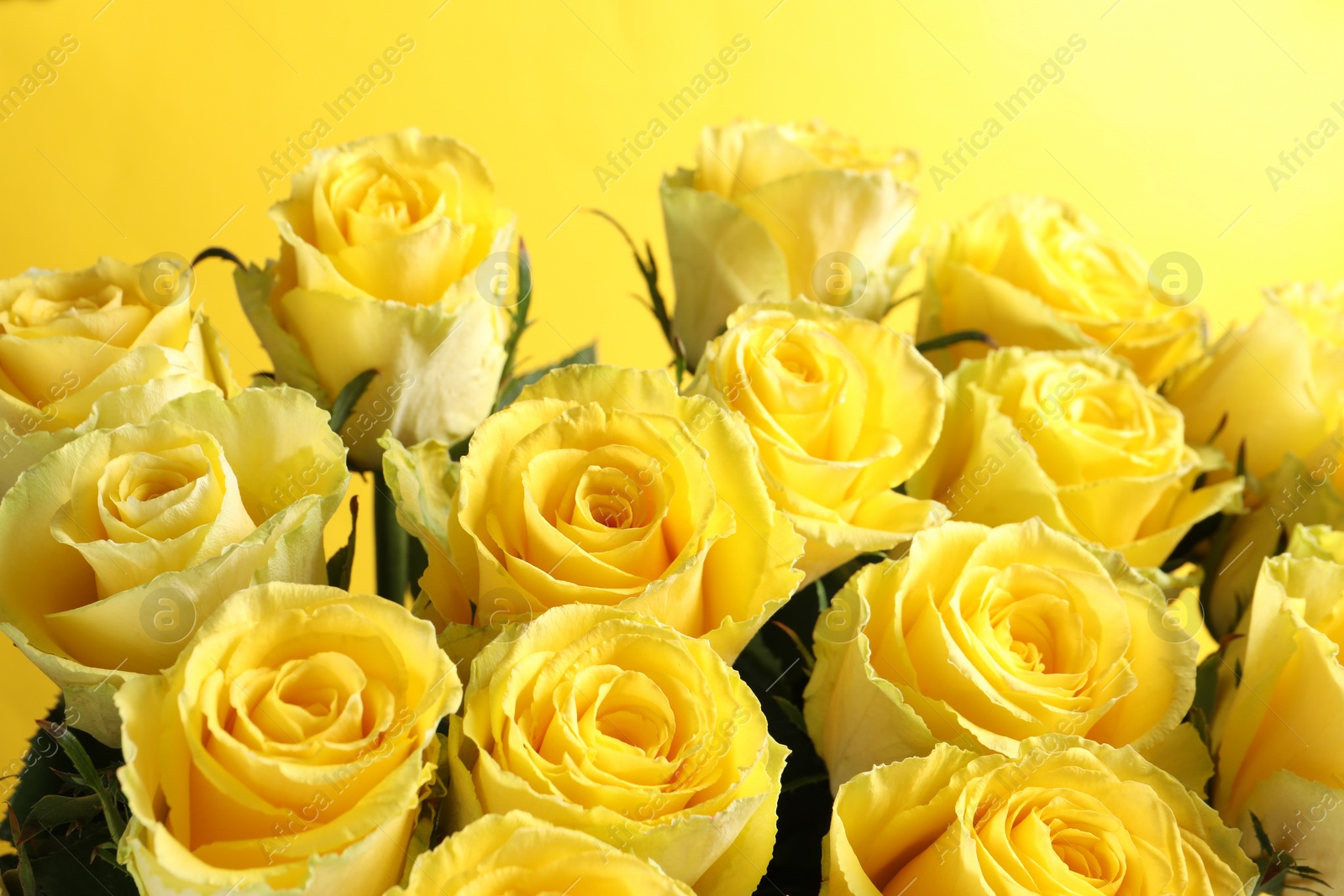 Photo of Beautiful bouquet of roses on yellow background, closeup