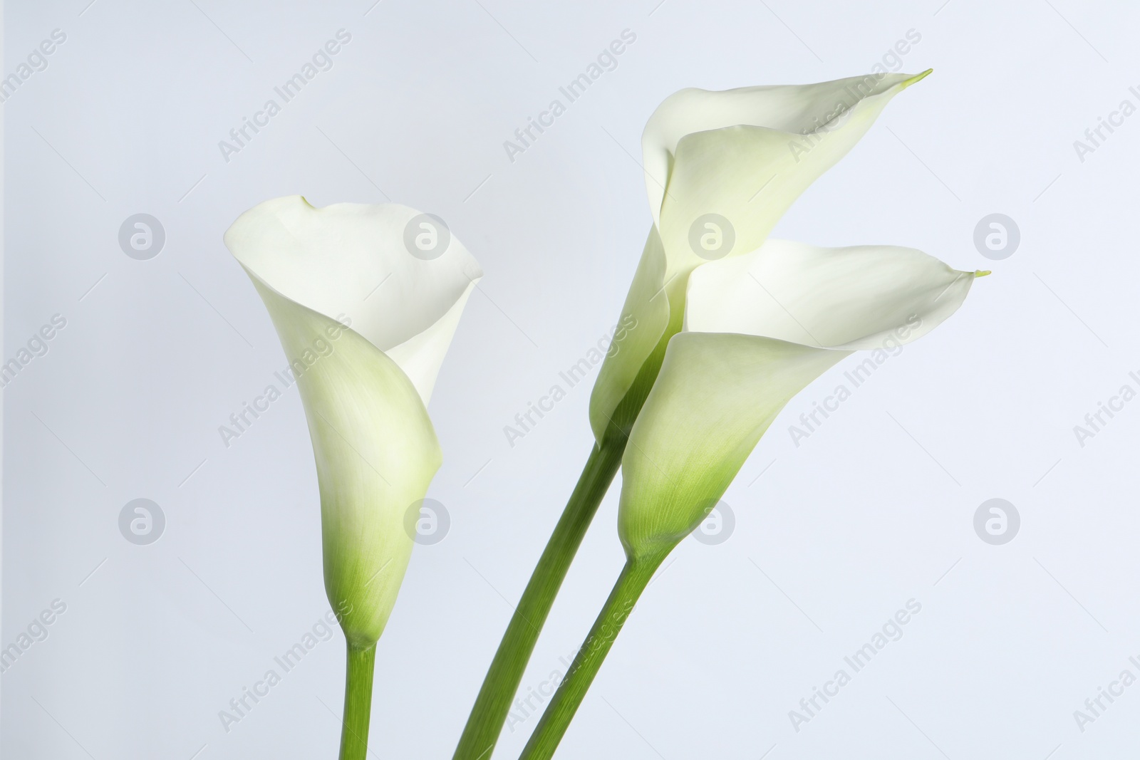 Photo of Beautiful calla lily flowers on white background