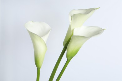 Beautiful calla lily flowers on white background