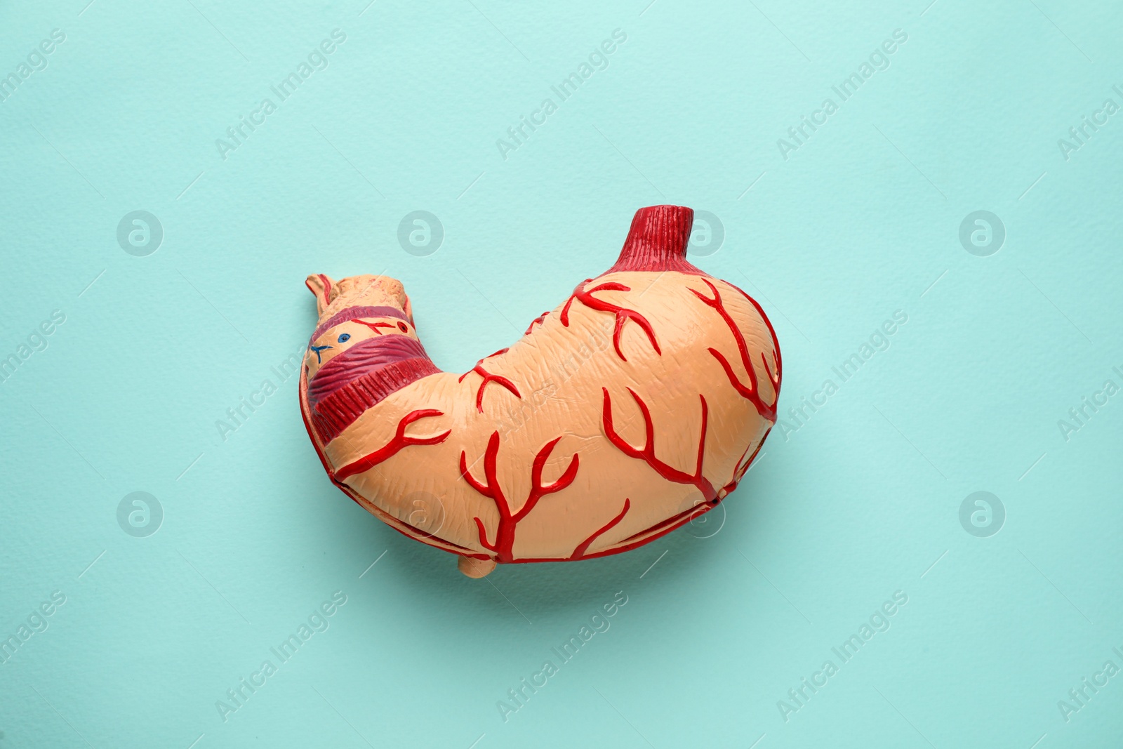 Photo of Anatomical model of stomach on turquoise background, top view. Gastroenterology