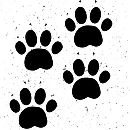 Image of Dog paw prints on white background, illustration