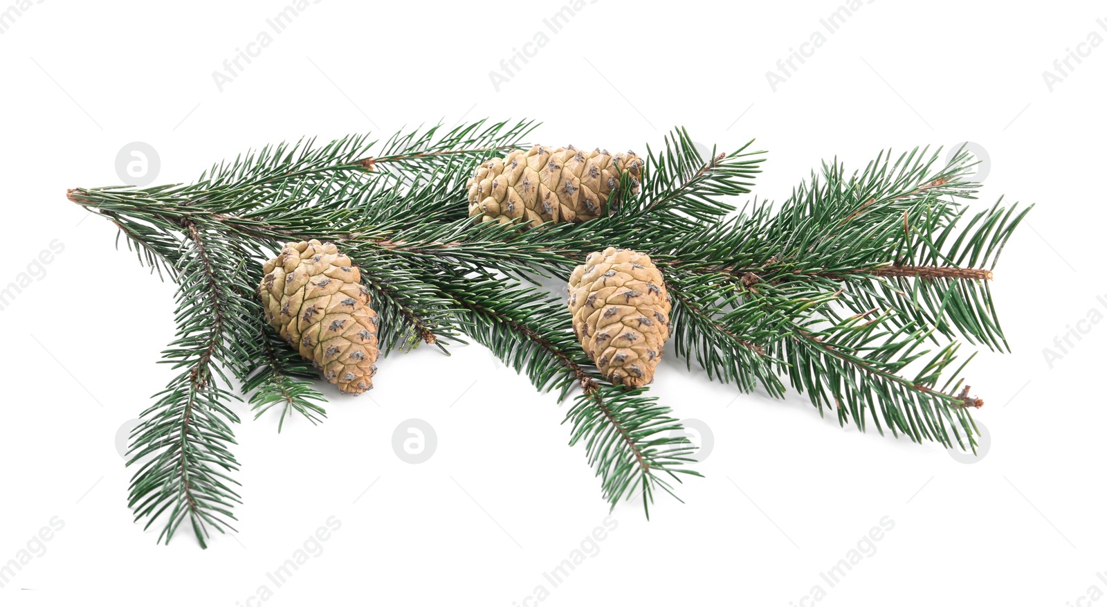 Photo of Fir tree branch with pinecones isolated on white