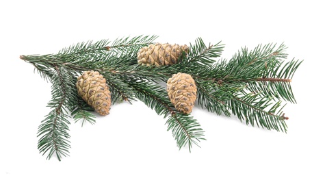 Fir tree branch with pinecones isolated on white