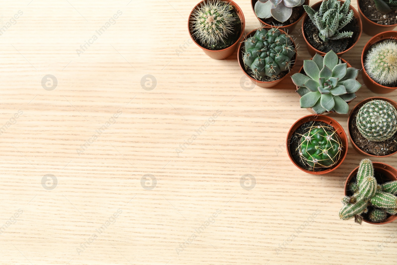 Photo of Flat lay composition with different succulent plants in pots on wooden table, space for text. Home decor