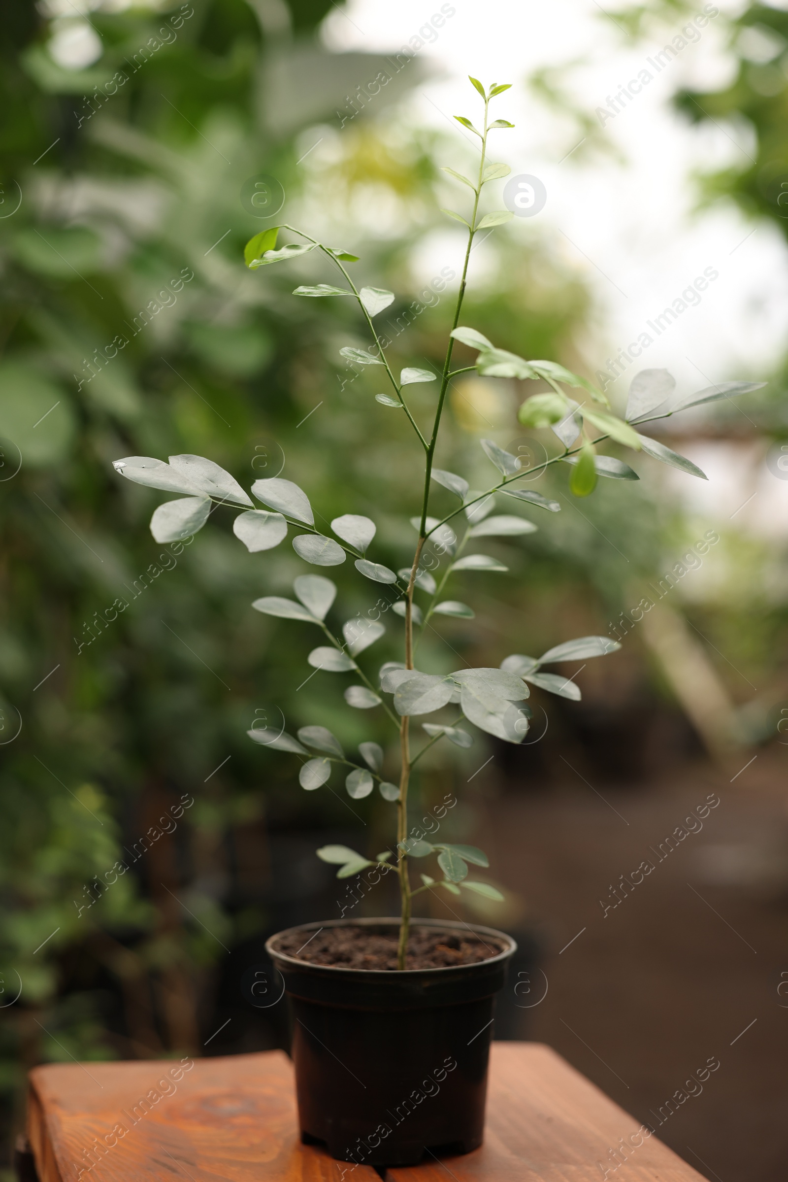 Photo of Potted carissa tree on wooden stand in greenhouse