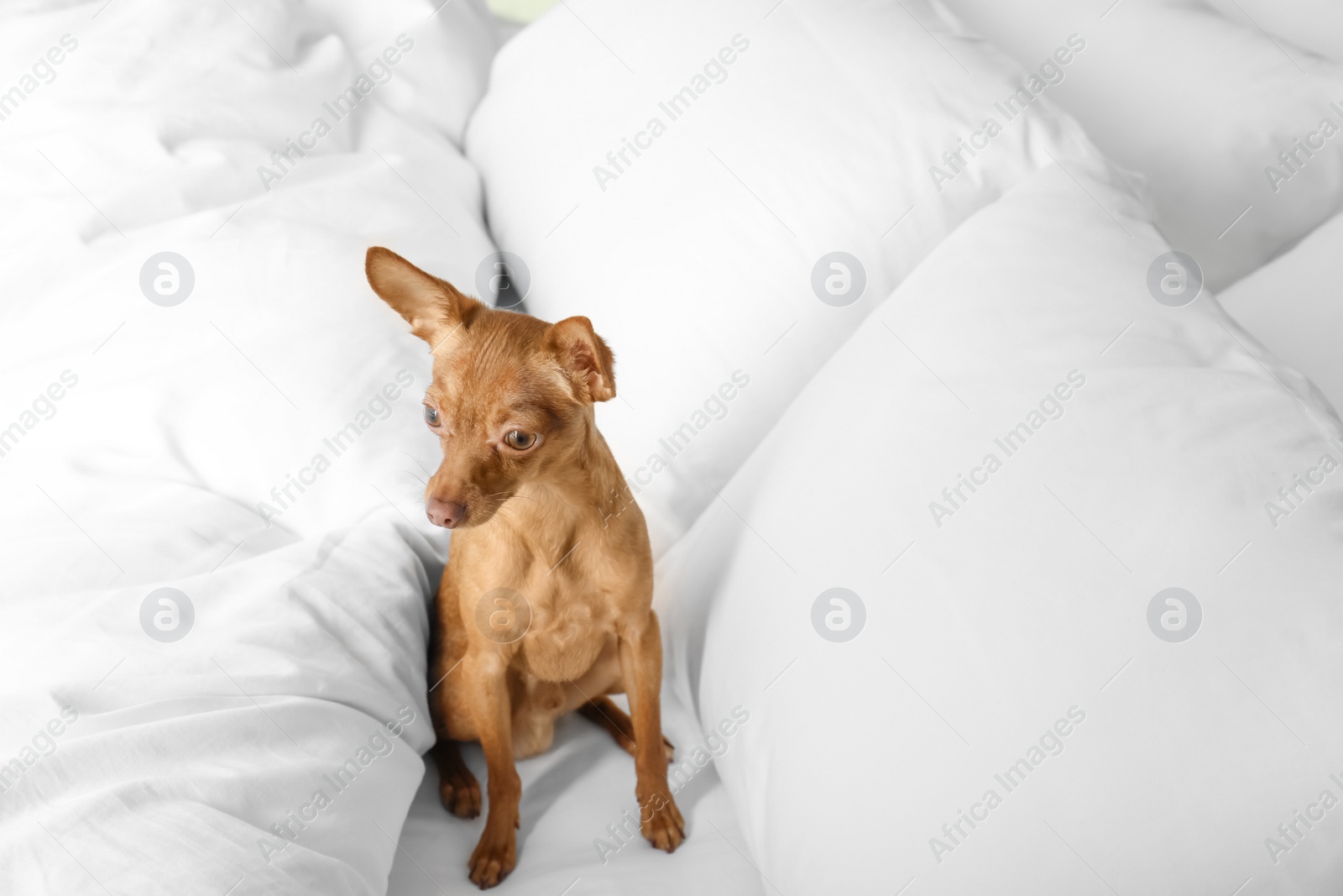 Photo of Cute toy terrier on bed. Domestic dog