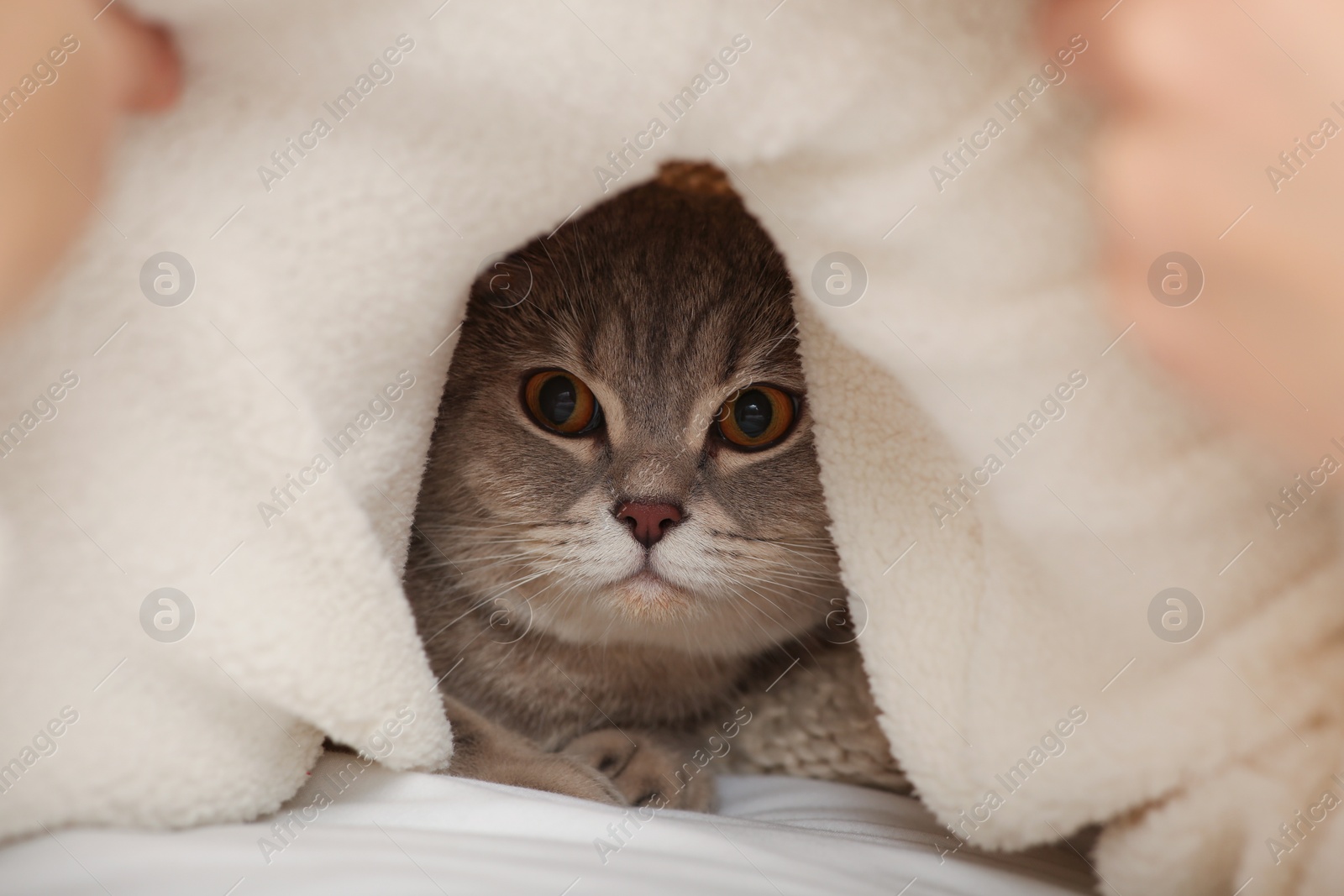 Photo of Adorable cat under white soft plaid on bed