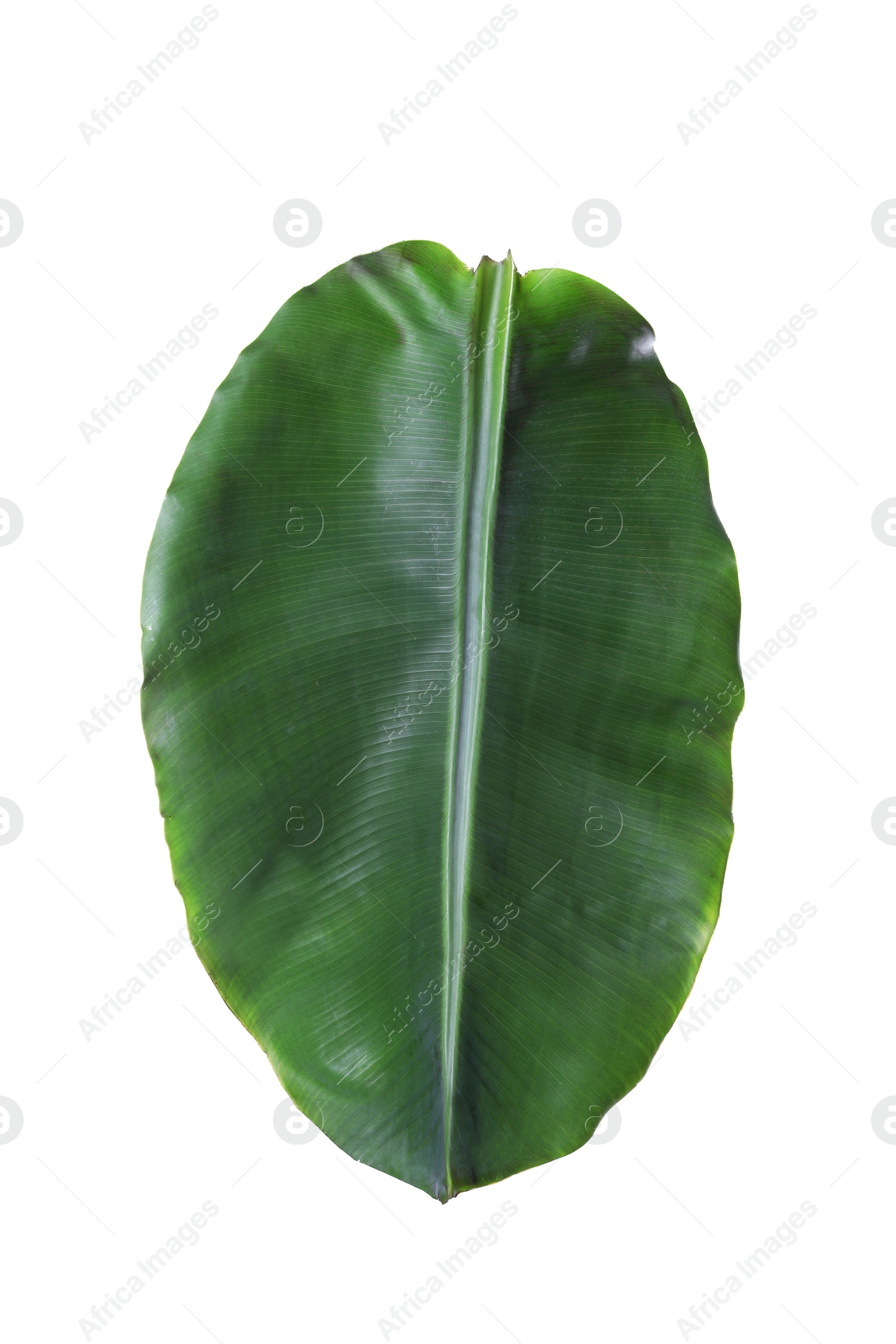 Photo of Fresh green banana leaf on white background. Tropical foliage