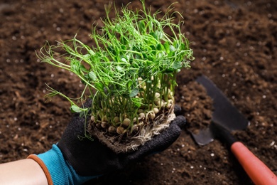 Photo of Woman holding fresh organic microgreen, closeup view