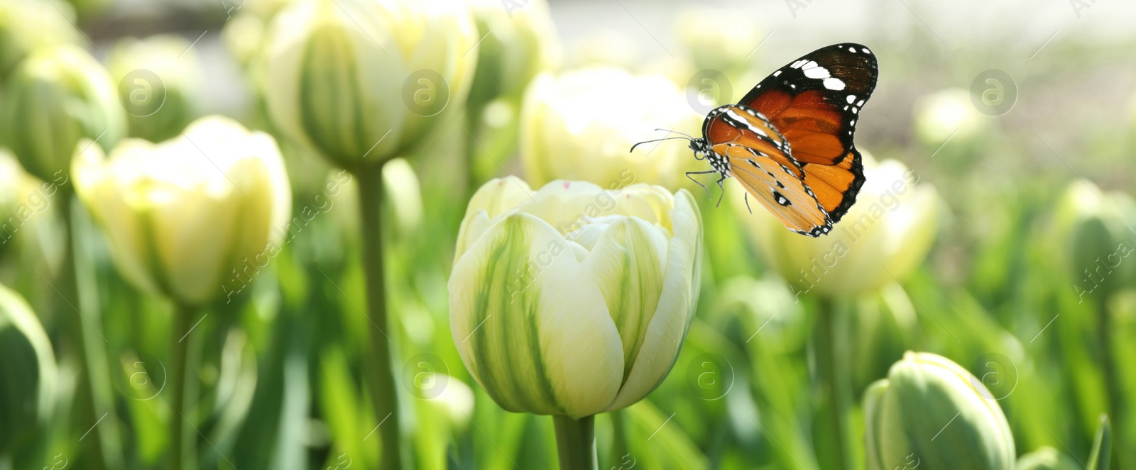 Image of Beautiful butterfly and blossoming tulips outdoors on sunny spring day. Banner design