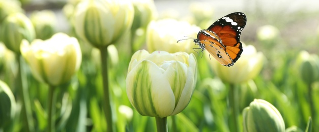 Image of Beautiful butterfly and blossoming tulips outdoors on sunny spring day. Banner design