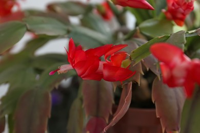 Beautiful crab cactus with red flowers, closeup