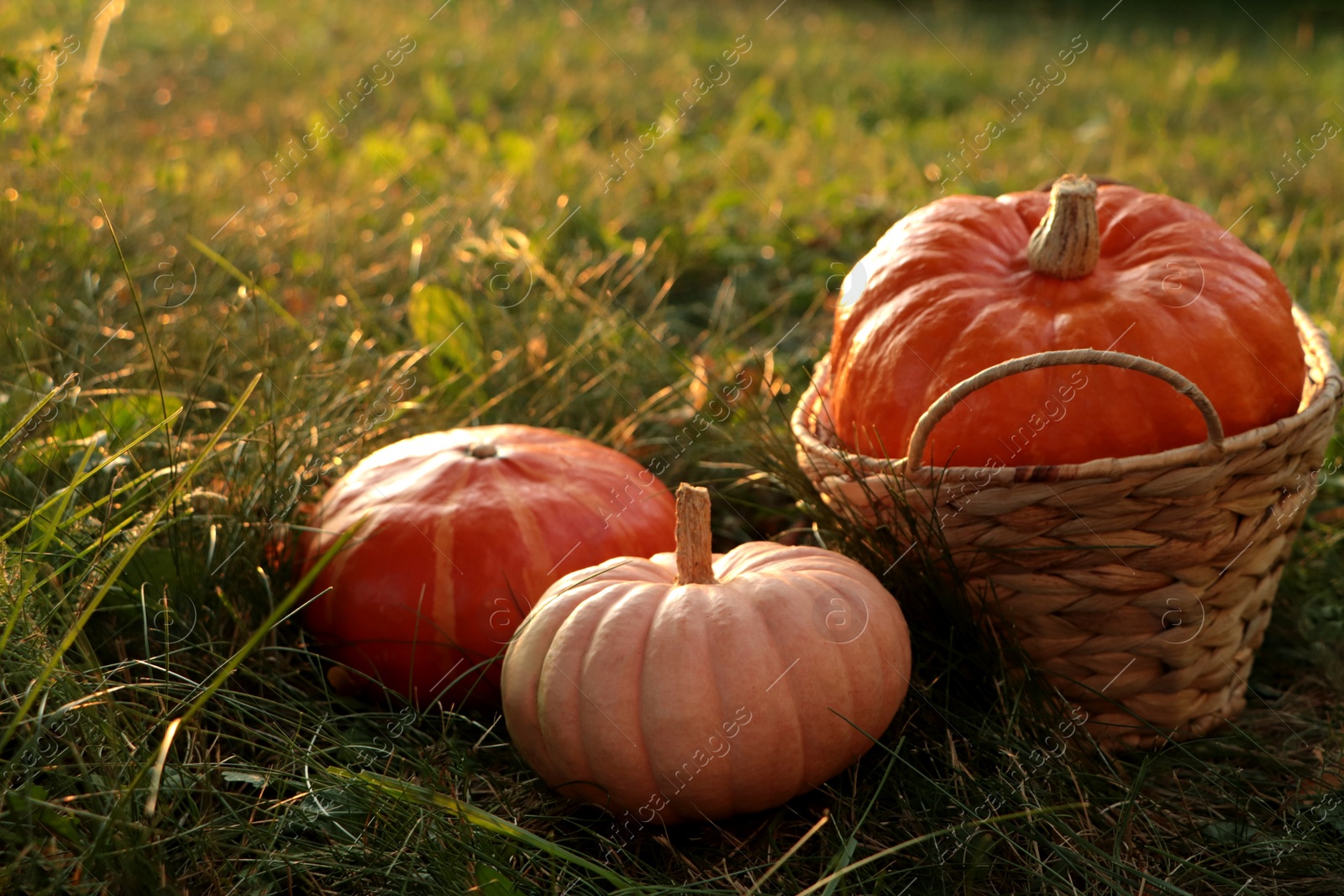 Photo of Wicker basket and whole ripe pumpkins among green grass on sunny day