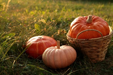Wicker basket and whole ripe pumpkins among green grass on sunny day
