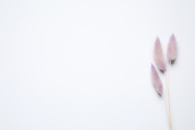 Photo of Dried flowers on white background, top view