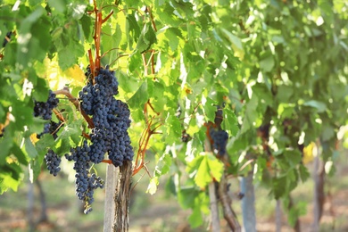 Photo of Fresh ripe juicy grapes growing in vineyard