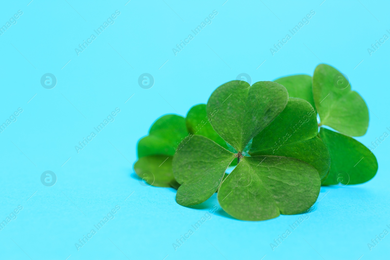 Photo of Beautiful green four leaves clover on light blue background, closeup. Space for text