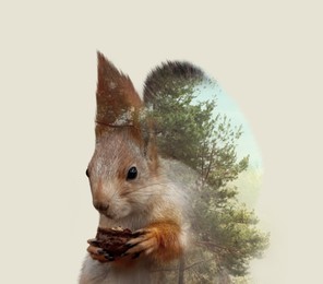 Image of Double exposure of squirrel and conifer tree
