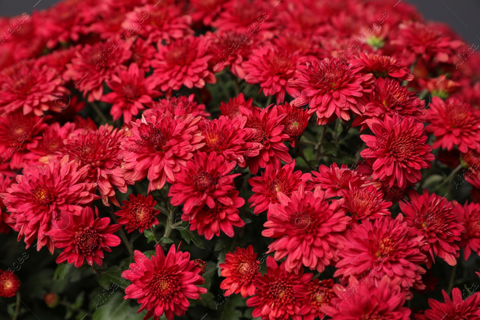 Photo of Fresh red chrysanthemum flowers on dark grey background, closeup