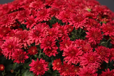 Photo of Fresh red chrysanthemum flowers on dark grey background, closeup