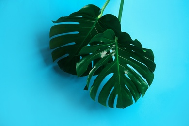 Beautiful monstera leaves on light blue background. Tropical plant