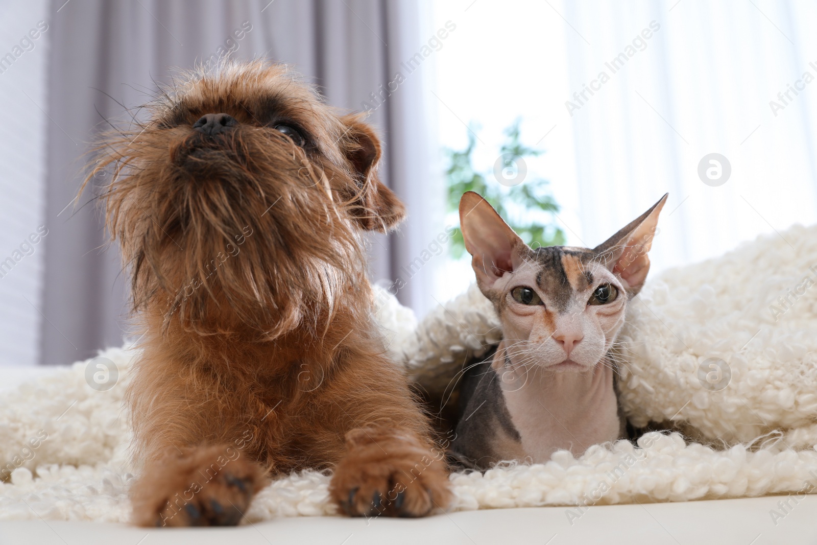 Photo of Adorable cat looking into camera and dog together on sofa at home. Friends forever